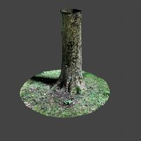 Tree 7