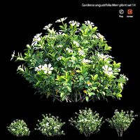 Gardenia angustifolia Merr plant set 14
