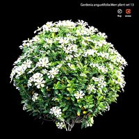 Gardenia angustifolia Merr plant set 13