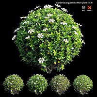 Gardenia angustifolia Merr plant set 11