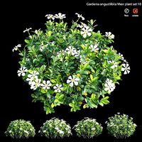 Gardenia angustifolia Merr plant set 12