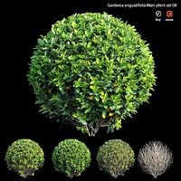 Gardenia angustifolia Merr plant set 08
