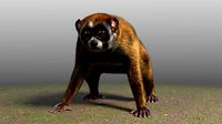 Slow Loris Body Base