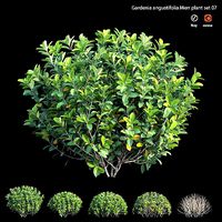 Gardenia angustifolia Merr plant set 07