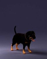 Black dog breed rottweiler 0160