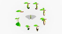 butterfly life cycle anatomy