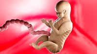 Foetus