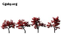 Acer palmatum - Japanese maple 02