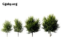 Prunus virginiana - Virginian bird cherry 02