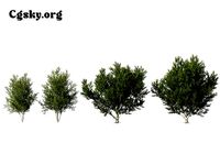 Betula papyrifera - paper birch 02