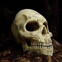 Skull