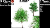 Catalina cherry 2 Trees and2 Sizes