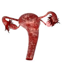 Female Reproductive System