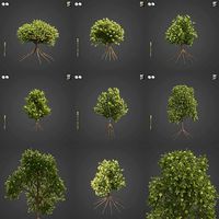 2021 PBR Green Honey Myrtle Collection - Melaleuca Diosmifolia