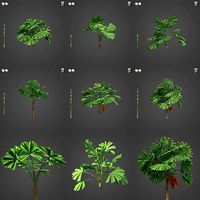 2021 PBR Queensland Fan Palm Collection - Licuala Ramsayi