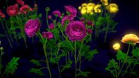 Flower Ranunculus