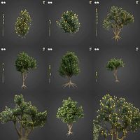 2021 PBR Coast Banksia Collection - Banksia Integrifolia