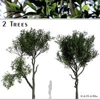 Set of Elaeocarpus Japonicus or Elaeocarpaceae Trees - 2 Trees