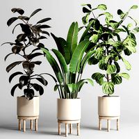 Indoor vase wood pot tree plant ravenala ficus rubbery lyrata