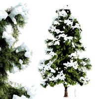Alaska cedar winter