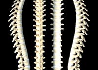Vertebra bone model Cervical vertebra thoracic vertebra lumbar