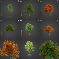 2021 PBR European Mountain Ash Collection - Sorbus Aucuparia