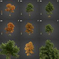 2021 PBR London Plane Tree Collection - Platanus X Acerifolia