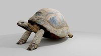 tortoise