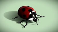 LadyBug