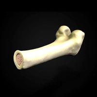 Femur Thigh Bone Cross section