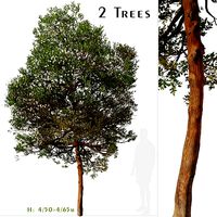 Set of Chilean myrtle or Luma chequen Tree - 2 Trees