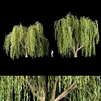 collection willow trees vol12