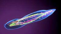 planarian flatworm