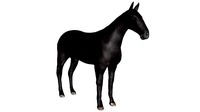 Black Horse