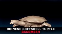 Chinese Softshell Turtle Base Mesh