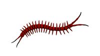 centipede