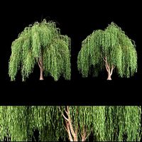 collection willow trees vol 7