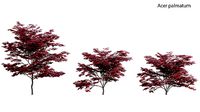 Japanese maple - Acer palmatum 02
