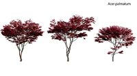 Japanese maple - Acer palmatum 01