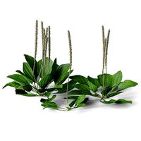 Meadow Plant Plantain