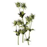 Meadow Plant Thistle