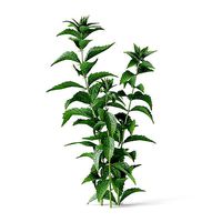 Meadow Plant Nettles