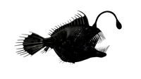 anglerfish