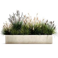 Potted reeds for landscaping 1076