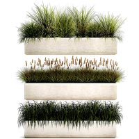 Potted reeds for landscaping 1075