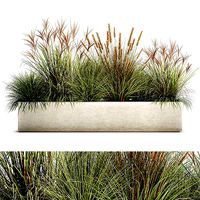 Potted reeds for landscaping 1074
