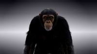 Chimpanzee Animated VFX Grace