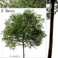 Set of Catalina Cherry or Prunus ilicifolia Tree - 2 Trees