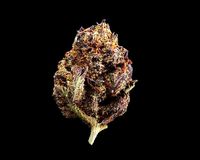Cannabis Marijuana Weed Bud 03