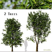 Set of Daphniphyllum Macropodum or False Daphne Trees - 2Trees